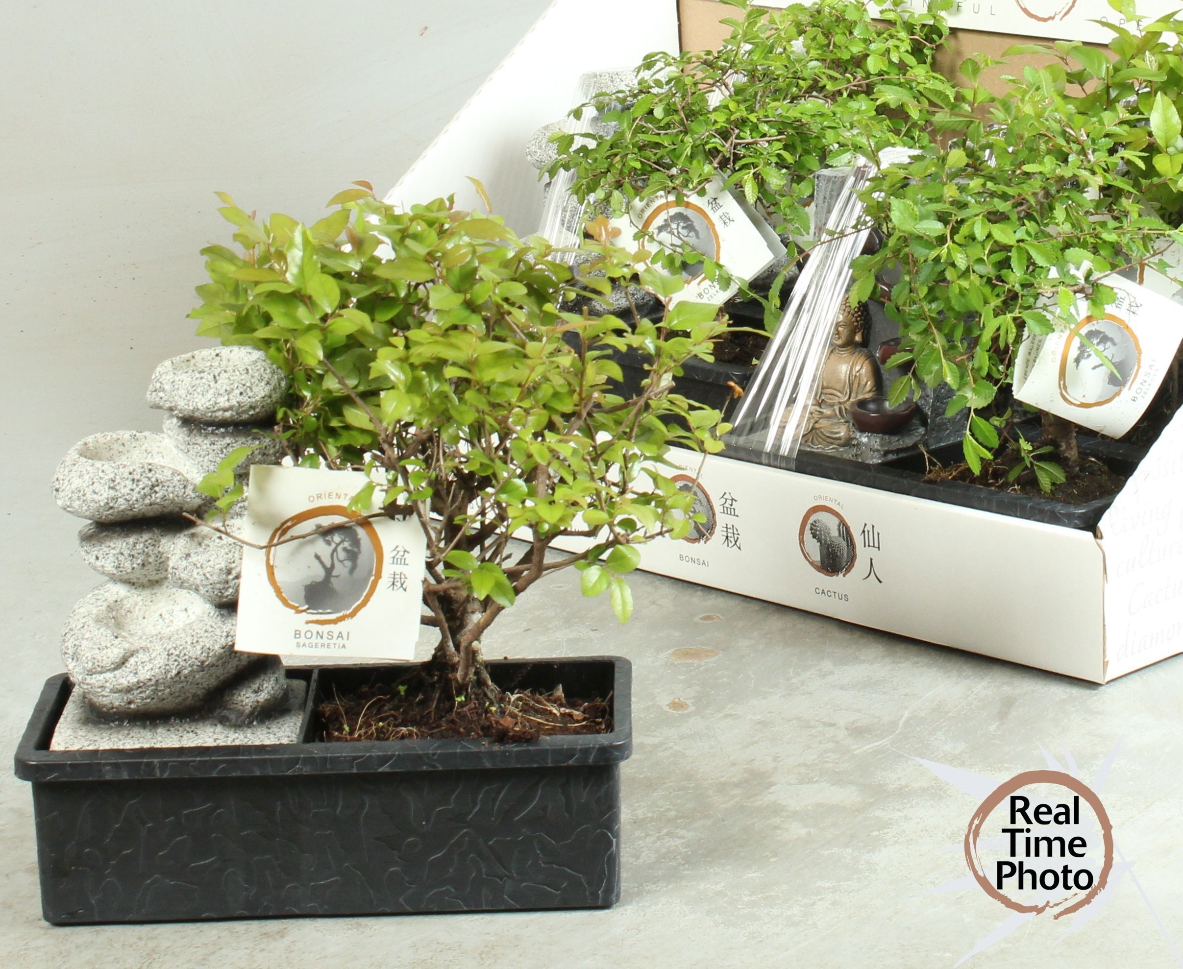 Горшечные цветы и растения оптом Bonsai Gem от 6шт из Голландии с доставкой по России