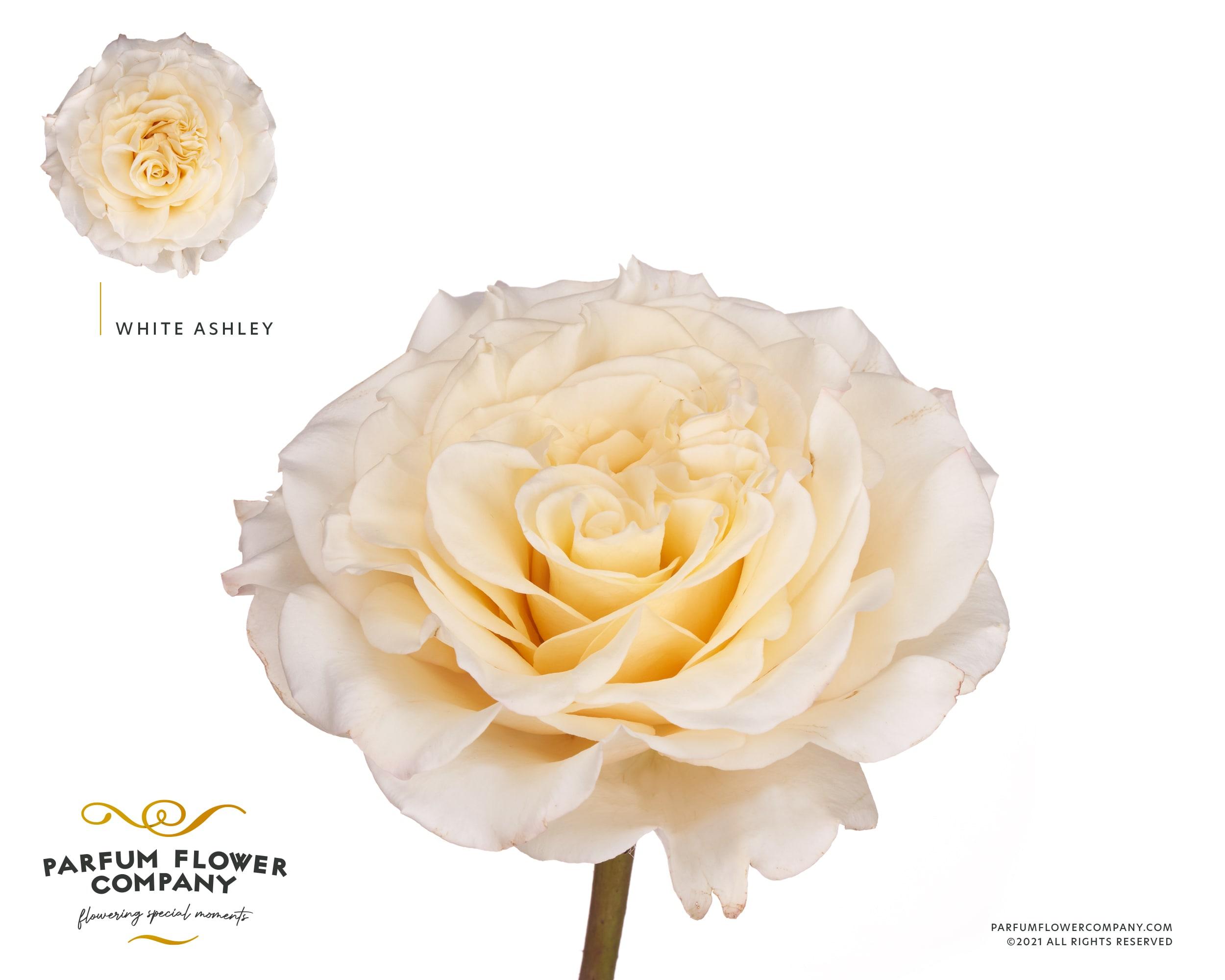 Срезанные цветы оптом Rosa garden ashley white от 24шт из Голландии с доставкой по России