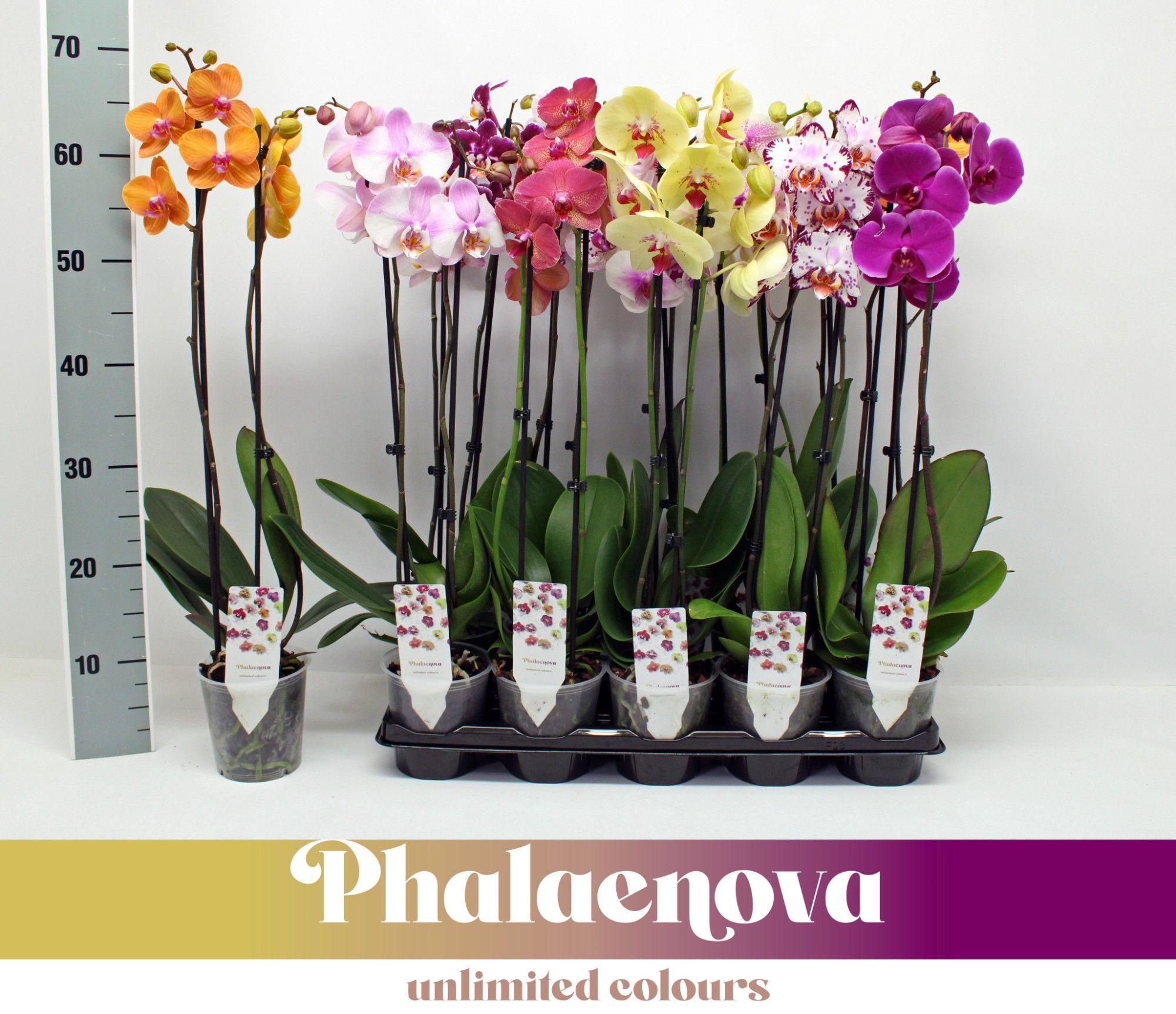 Горшечные цветы и растения оптом Phal 2st Basic Mix 12+ (phalaenova) от 10шт из Голландии с доставкой по России