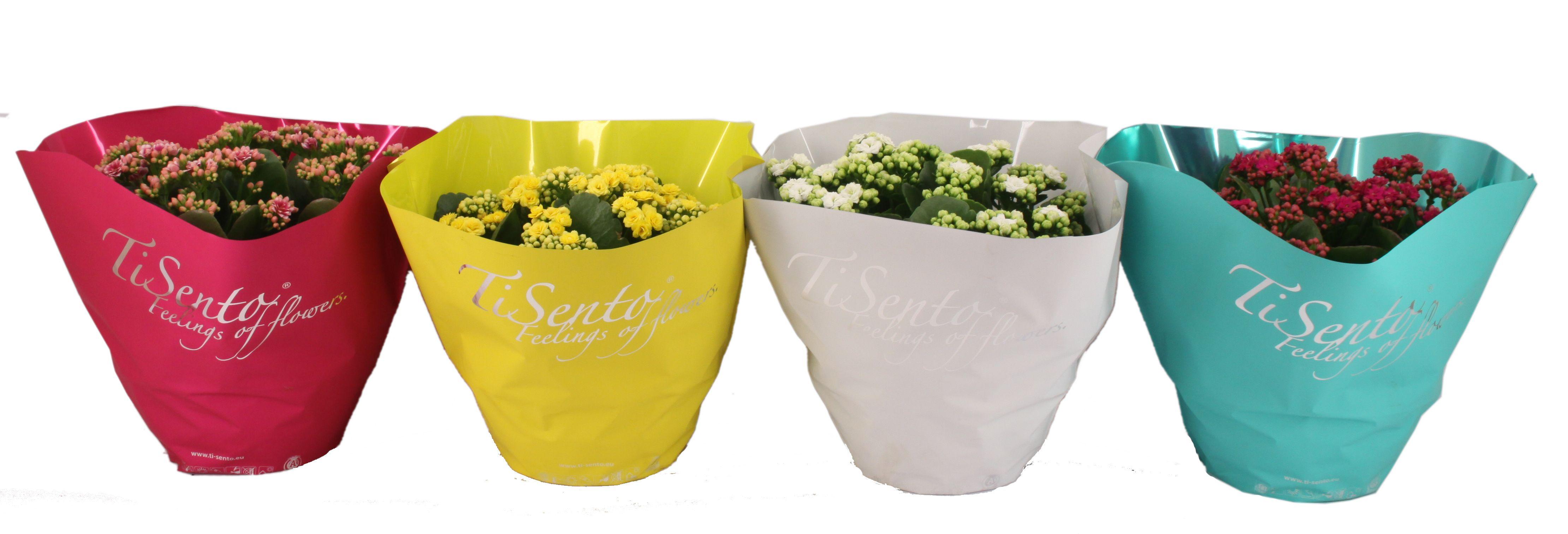 Горшечные цветы и растения оптом Kal Ge Gem 4 Kl от 3шт из Голландии с доставкой по России