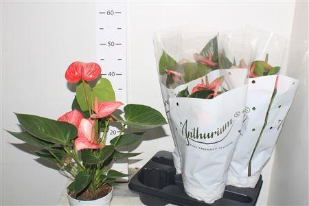 Горшечные цветы и растения оптом Anthu An Livium 6+ от 4шт из Голландии с доставкой по России