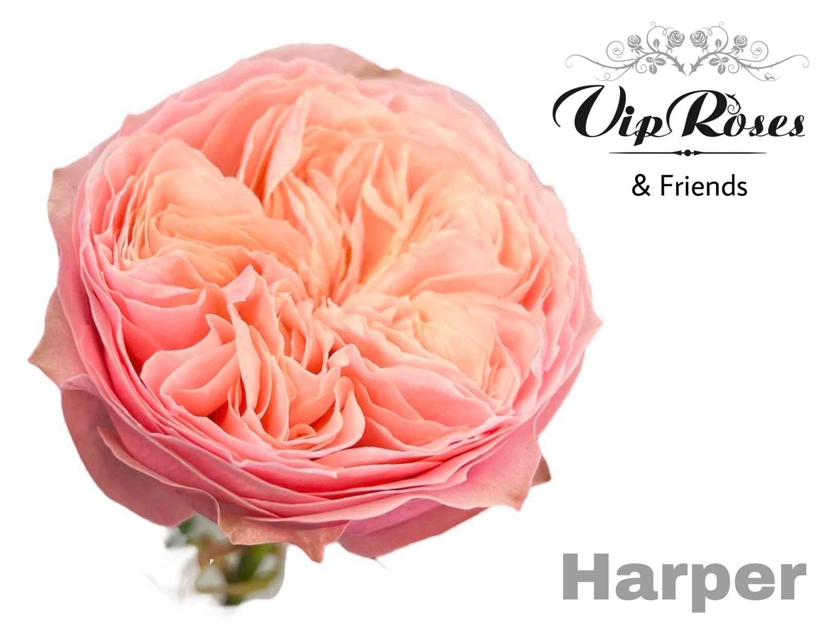 Срезанные цветы оптом Rosa la harper! от 20шт из Голландии с доставкой по России