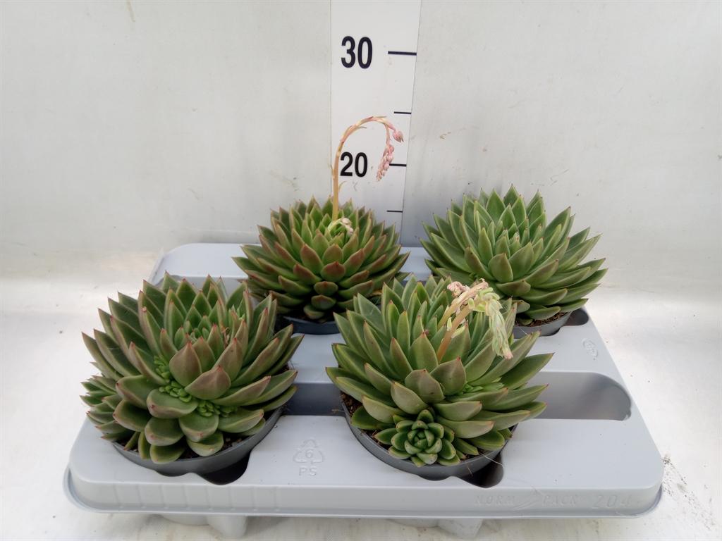 Горшечные цветы и растения оптом Echeveria Agavoides от 4шт из Голландии с доставкой по России