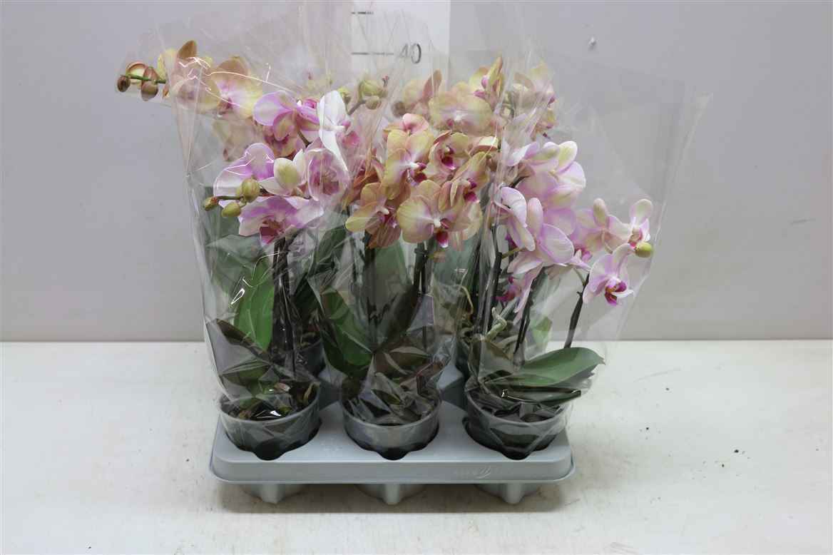 Горшечные цветы и растения оптом Phal Mymonro Mix 2 Tak от 6шт из Голландии с доставкой по России
