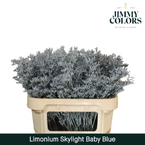 Срезанные цветы оптом Limonium paint blue light от 50шт. из Голландии с доставкой по России