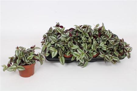 Горшечные цветы и растения оптом Trad Ze Violet Hill от 6шт из Голландии с доставкой по России