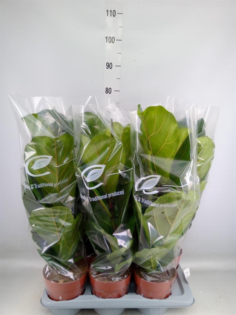 Горшечные цветы и растения оптом Ficus Lyrata от 6шт из Голландии с доставкой по России
