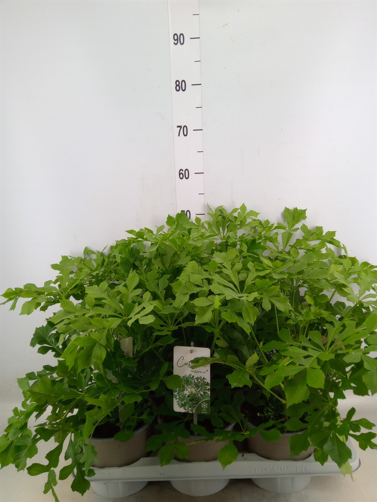 Горшечные цветы и растения оптом Cussonia от 6шт из Голландии с доставкой по России