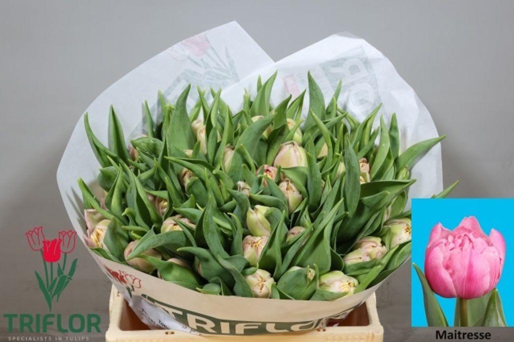 Срезанные цветы оптом Tulipa do maitresse от 50шт из Голландии с доставкой по России