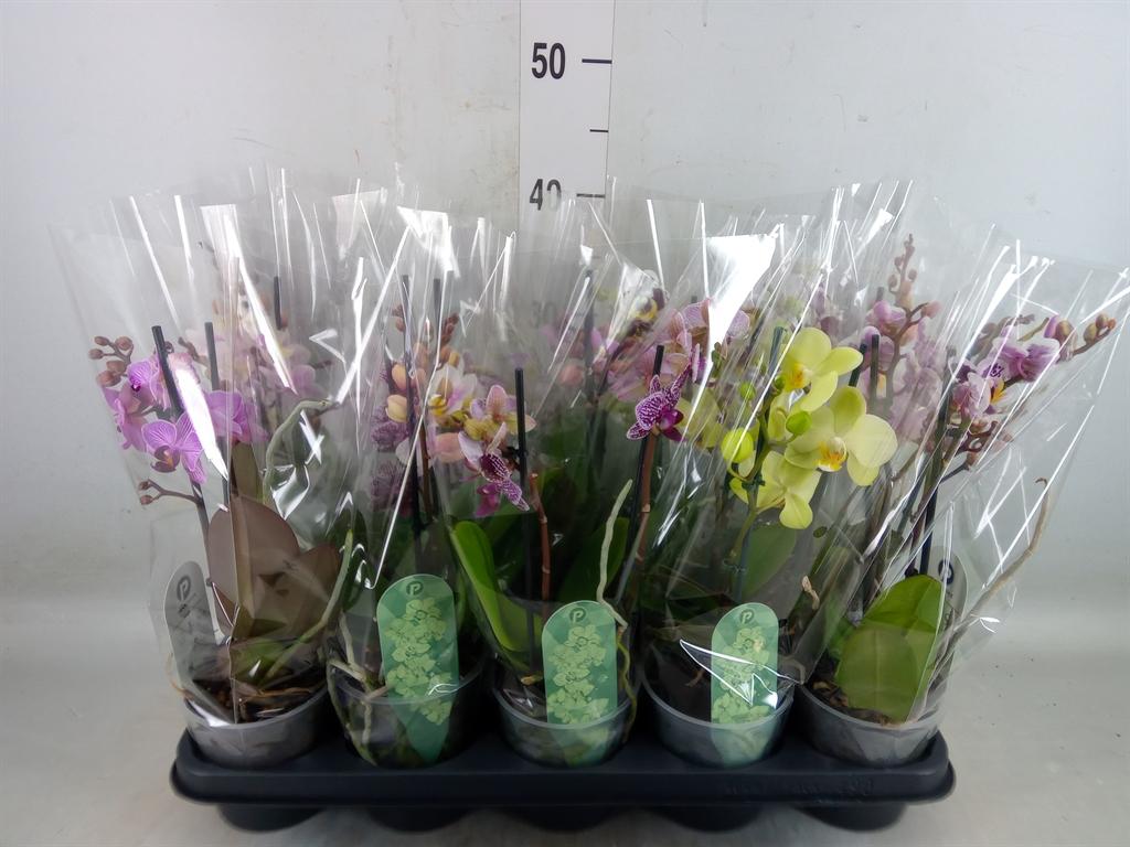 Горшечные цветы и растения оптом Phalaenopsis Multi.   ...mix  4 от 10шт из Голландии с доставкой по России