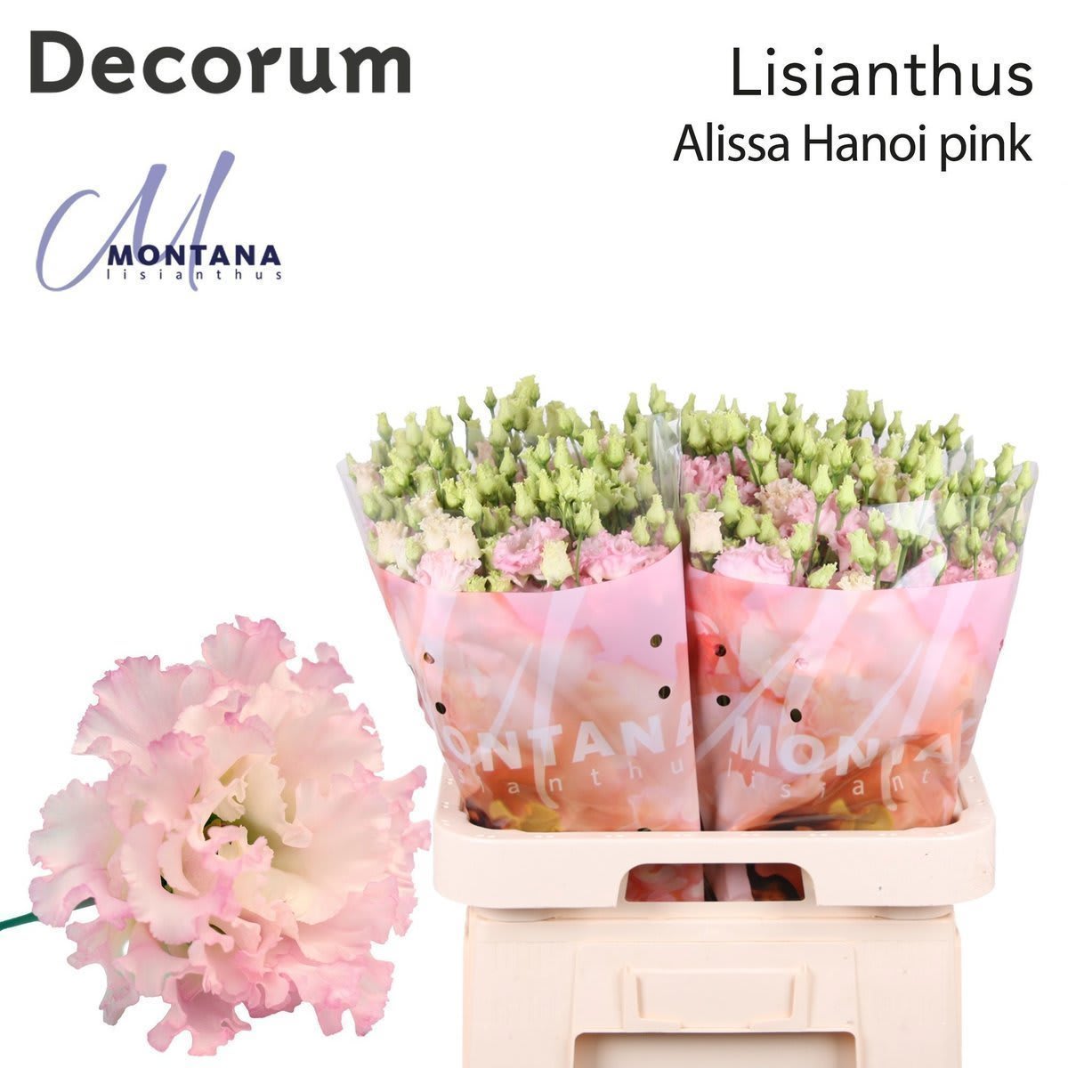 Срезанные цветы оптом Lisianthus do alissa pink от 40шт. из Голландии с доставкой по России