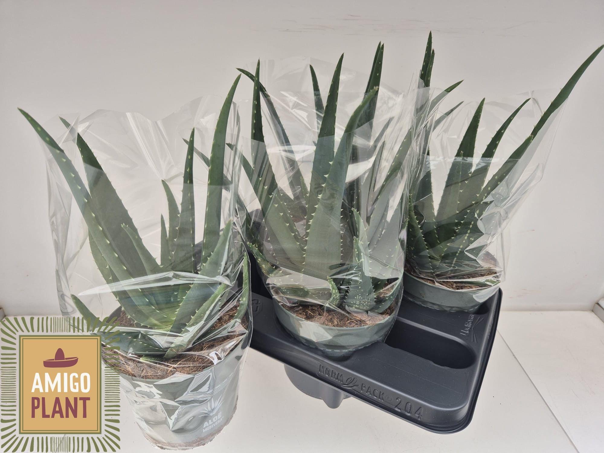 Горшечные цветы и растения оптом Aloe Vera от 4шт из Голландии с доставкой по России