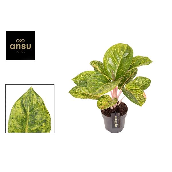 Горшечные цветы и растения оптом Aglaonema Apple Green от 6шт из Голландии с доставкой по России