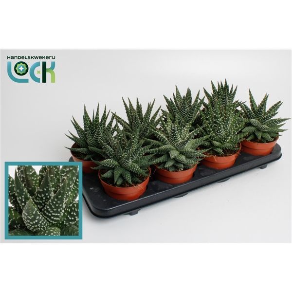 Горшечные цветы и растения оптом Haworthia Margaritifera от 6шт из Голландии с доставкой по России