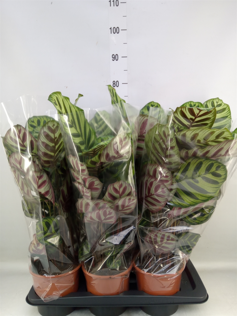 Горшечные цветы и растения оптом Calathea Makoyana от 6шт из Голландии с доставкой по России