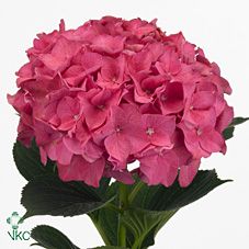 Срезанные цветы оптом Hydrangea rodeo red от 10шт из Голландии с доставкой по России