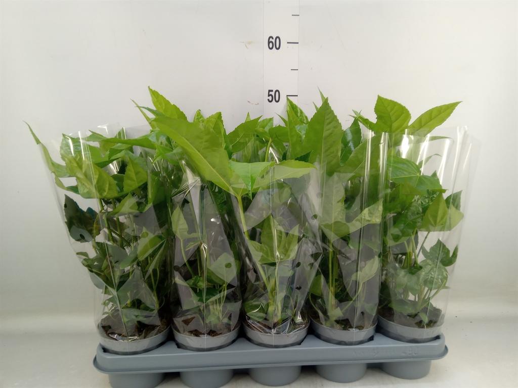 Горшечные цветы и растения оптом Fatsia Japonica от 10шт из Голландии с доставкой по России