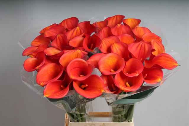 Срезанные цветы оптом Zantedeschia callista от 40шт из Голландии с доставкой по России