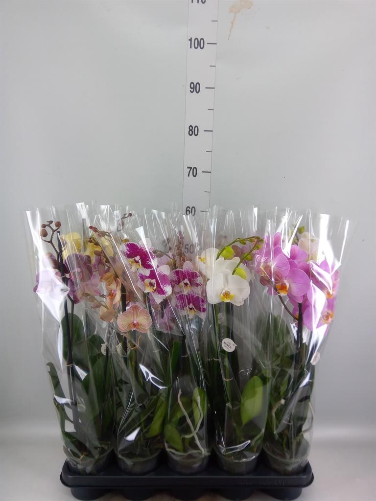 Горшечные цветы и растения оптом Phalaenopsis   ...mix от 10шт из Голландии с доставкой по России