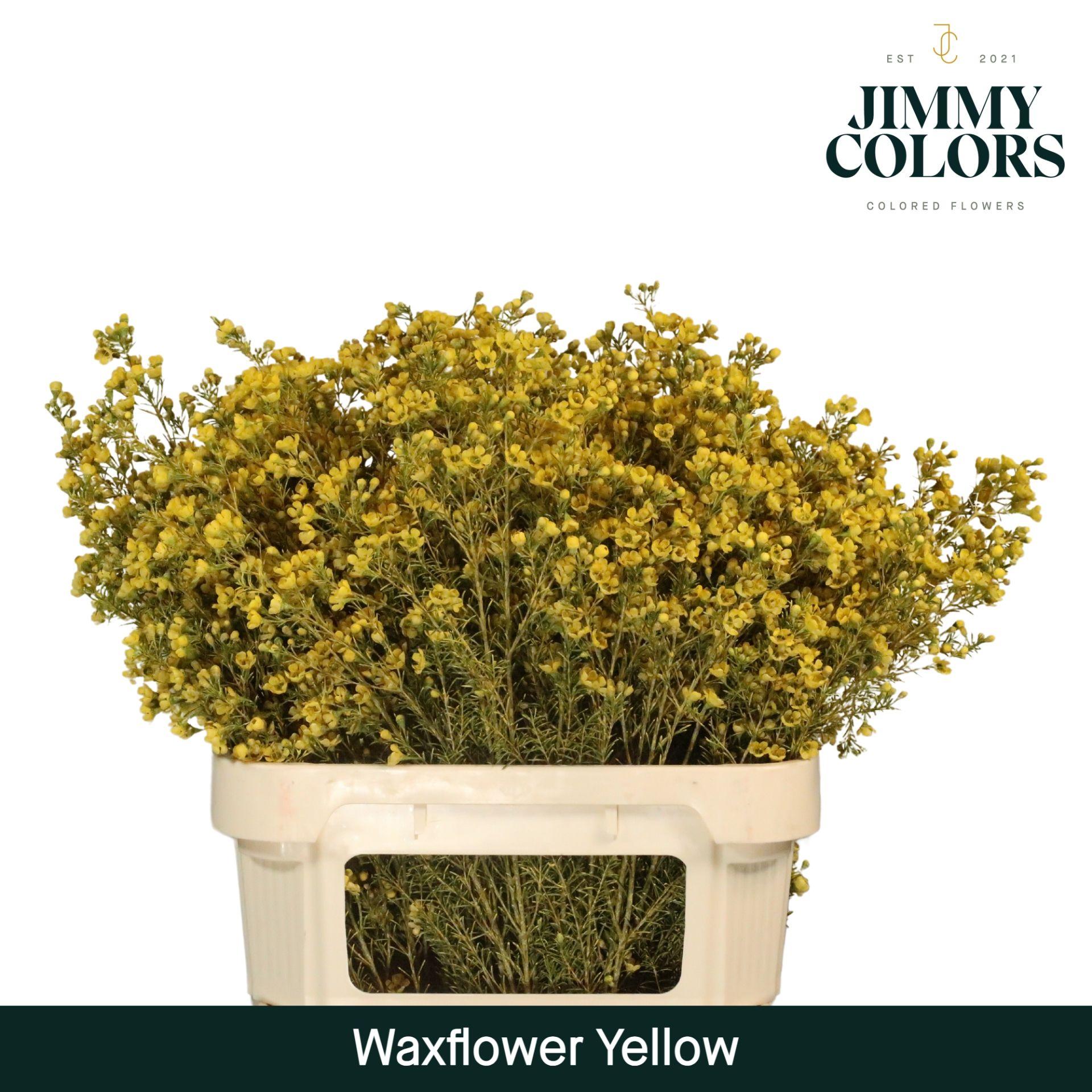 Срезанные цветы оптом Chamelaucium paint yellow от 50шт из Голландии с доставкой по России