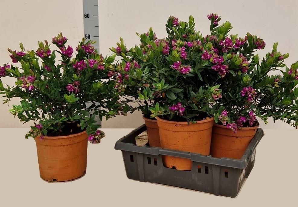 Горшечные цветы и растения оптом Polyga Myrtifolia от 3шт из Голландии с доставкой по России