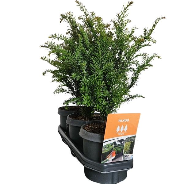 Горшечные цветы и растения оптом Taxus Baccata Hedgeline от 3шт из Голландии с доставкой по России