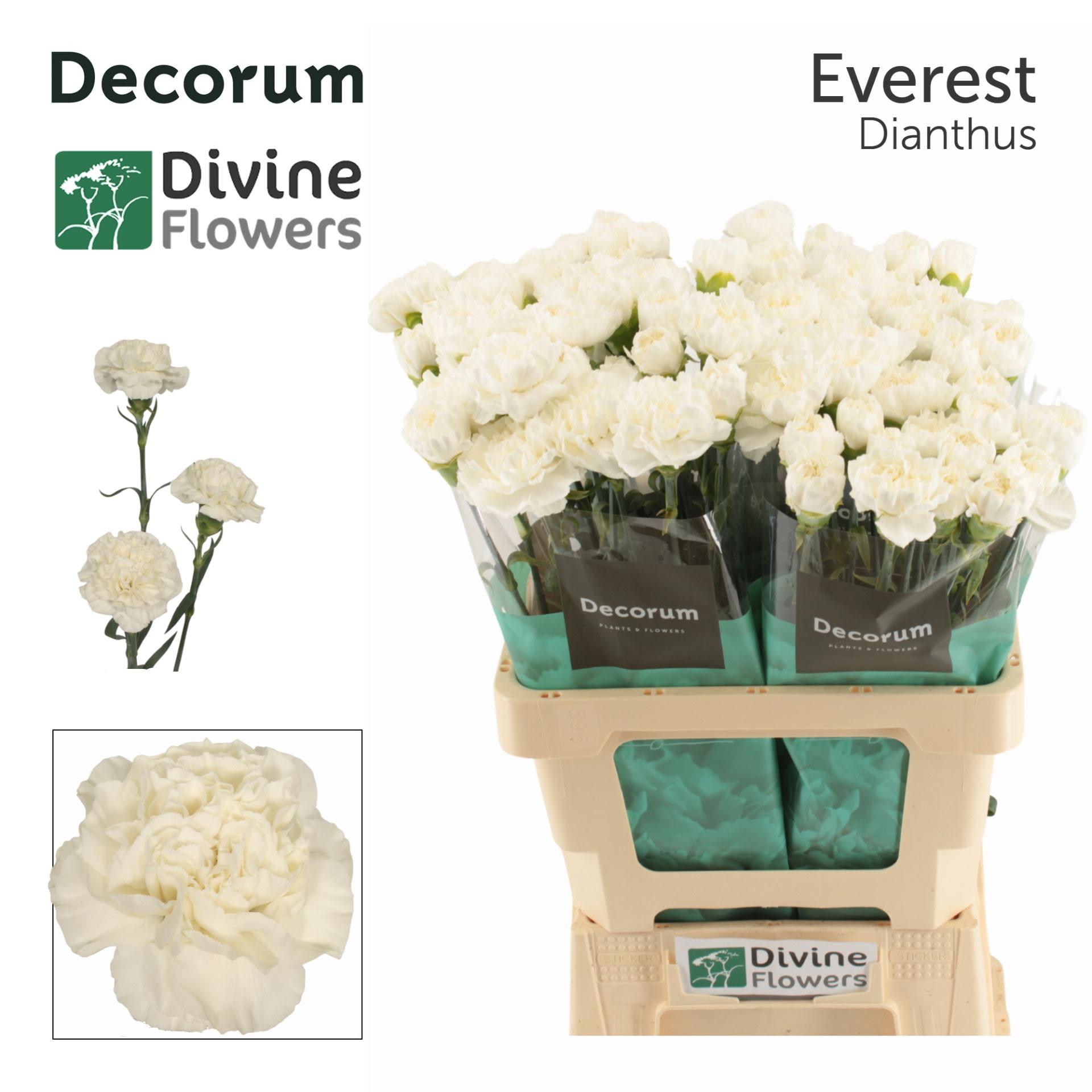 Срезанные цветы оптом Dianthus st everest от 80шт. из Голландии с доставкой по России