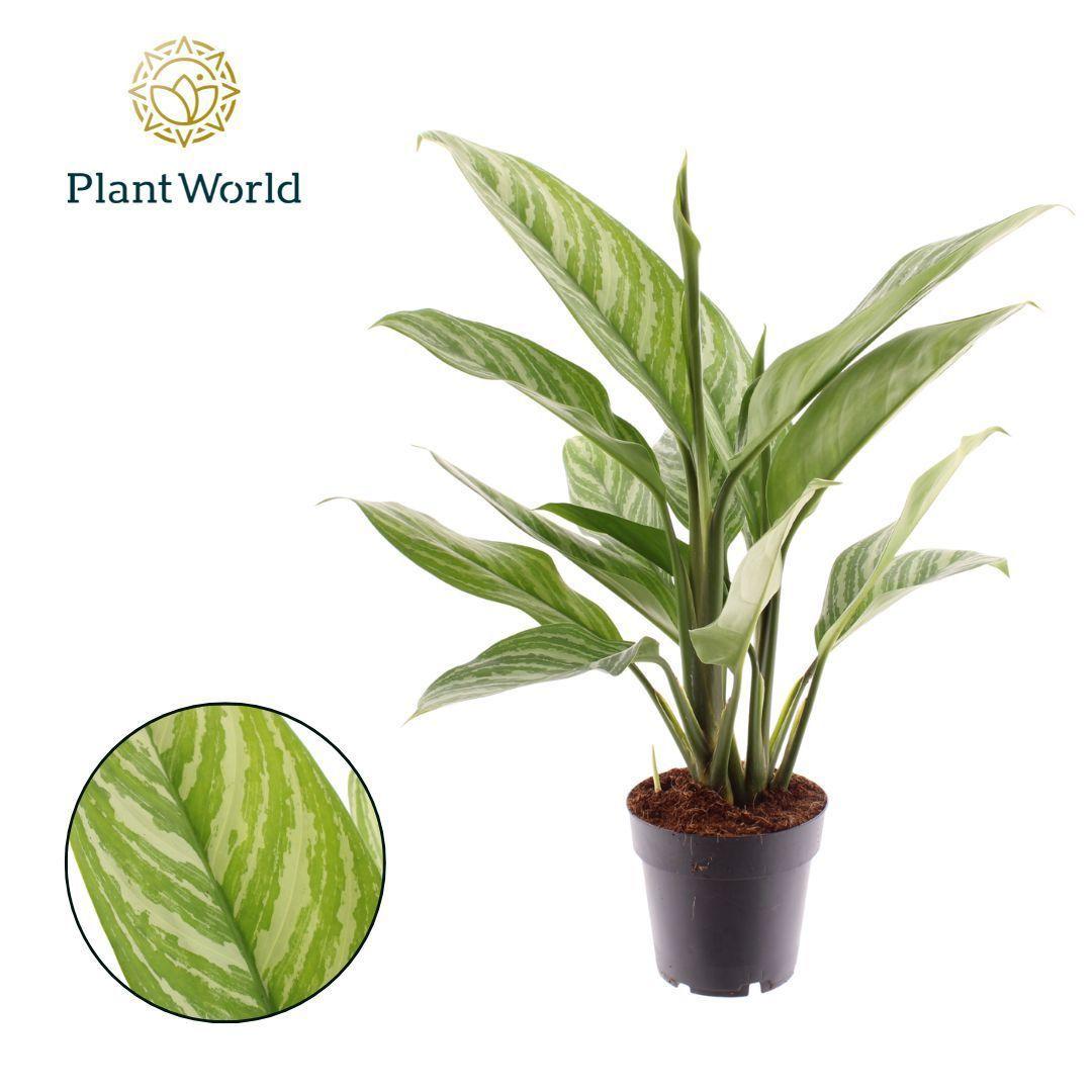 Горшечные цветы и растения оптом Aglaonema Stripes от 7шт из Голландии с доставкой по России