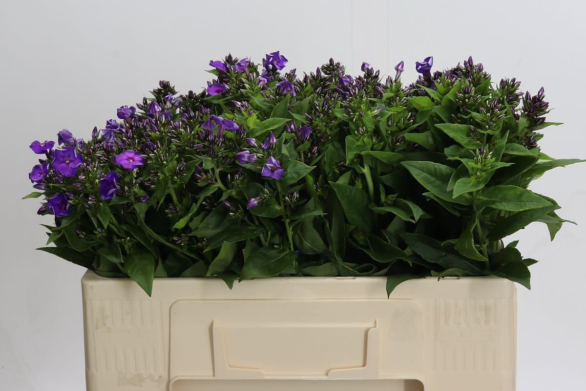 Срезанные цветы оптом Phlox crissy от 100шт из Голландии с доставкой по России