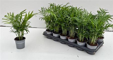 Горшечные цветы и растения оптом Chamaed Elegans 10pp от 18шт (для телеги) из Голландии с доставкой по России