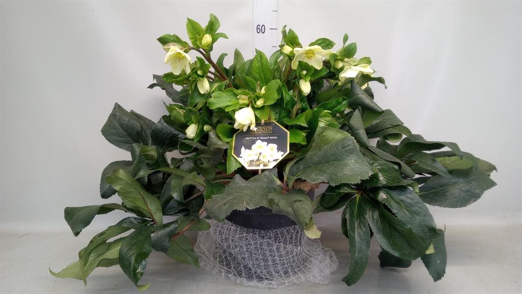 Горшечные цветы и растения оптом Helleborus ice N Roses White от 1шт из Голландии с доставкой по России