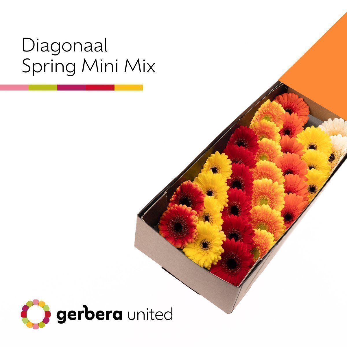 Срезанные цветы оптом Germini mix autumn от 60шт из Голландии с доставкой по России