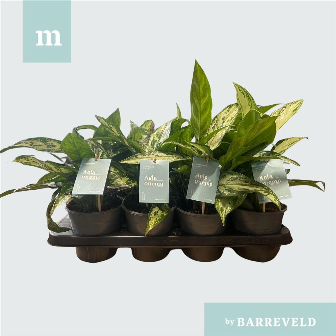 Горшечные цветы и растения оптом Aglaonema Mix от 8шт из Голландии с доставкой по России