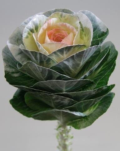 Срезанные цветы оптом Brassica paint white от 30шт из Голландии с доставкой по России