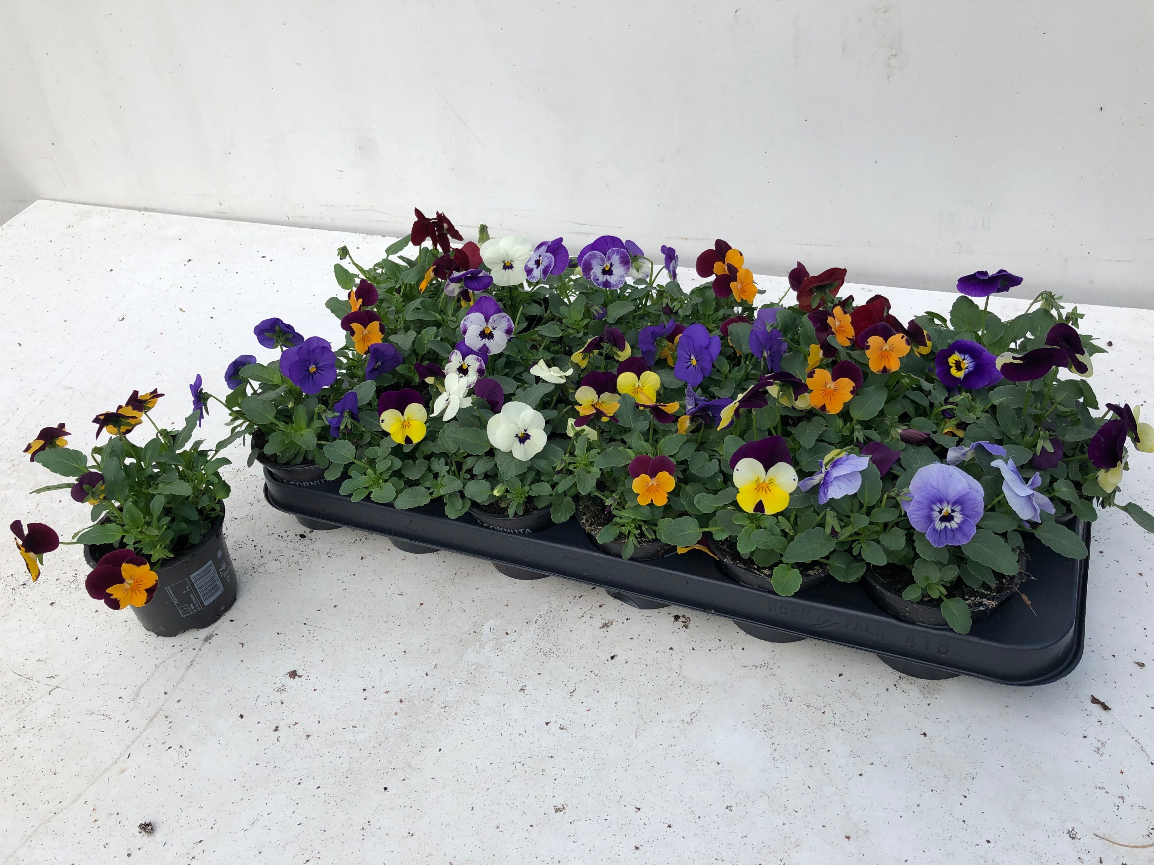 Горшечные цветы и растения оптом Vio Co Sorbet Gem от 18шт (для телеги) из Голландии с доставкой по России