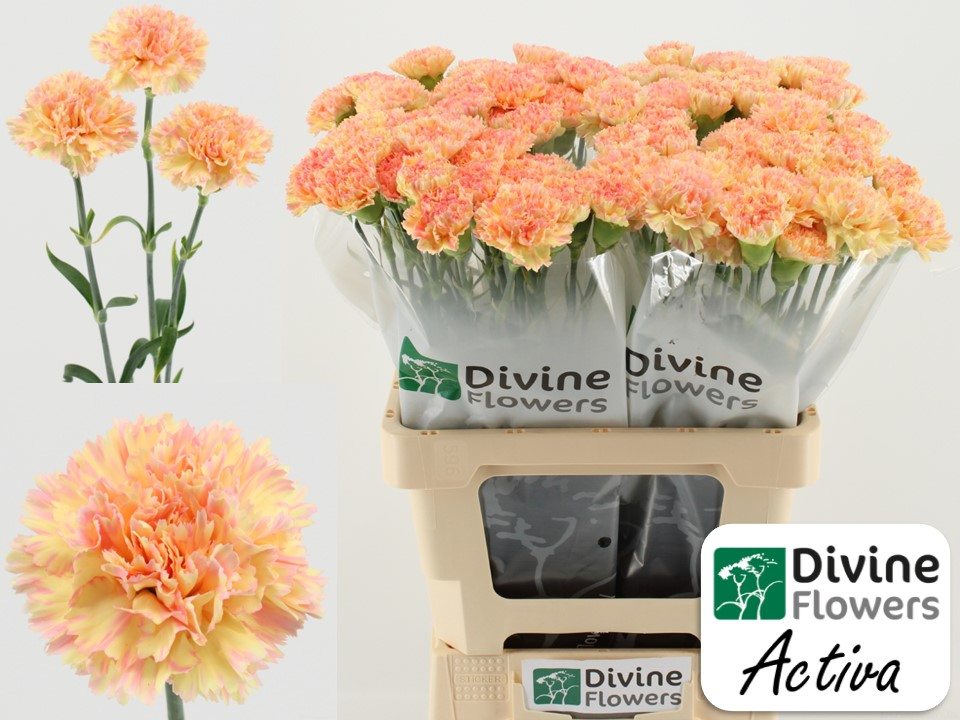 Срезанные цветы оптом Dianthus st activa от 80шт из Голландии с доставкой по России