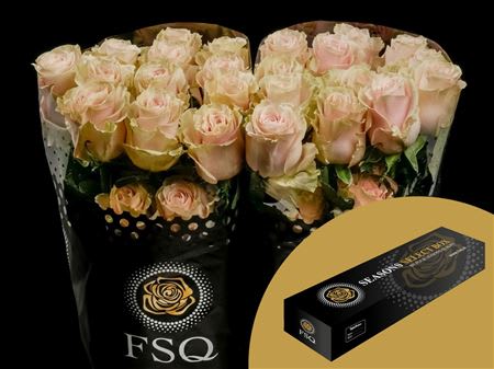 Срезанные цветы оптом Rosa ec pink mondial от 25шт из Голландии с доставкой по России