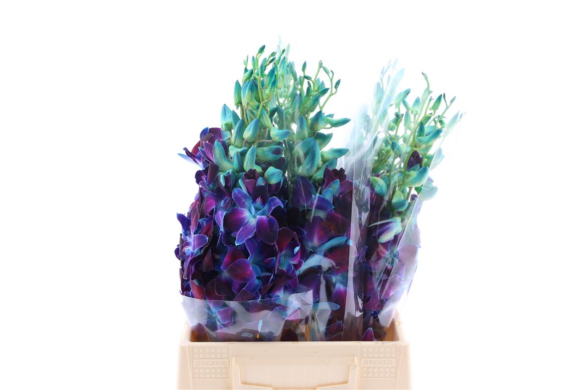 Срезанные цветы оптом Dendrobium paint blue от 70шт из Голландии с доставкой по России
