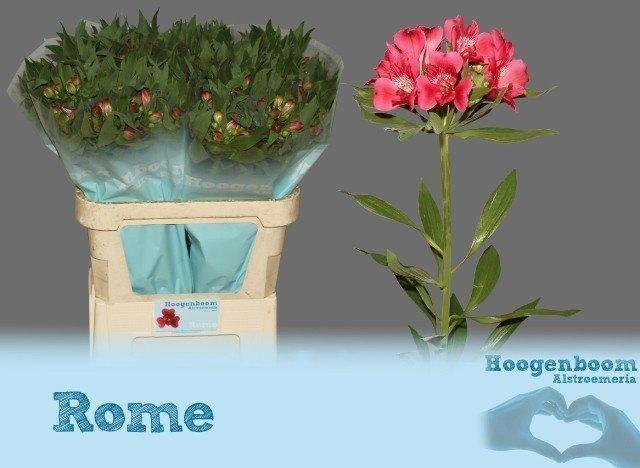 Срезанные цветы оптом Alstroemeria rome от 50шт из Голландии с доставкой по России