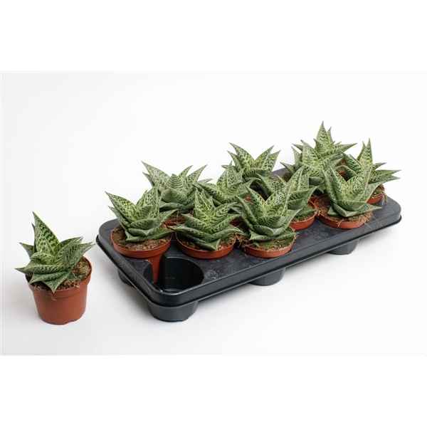 Горшечные цветы и растения оптом Aloe Variegata Tribal (decorum) от 9шт из Голландии с доставкой по России