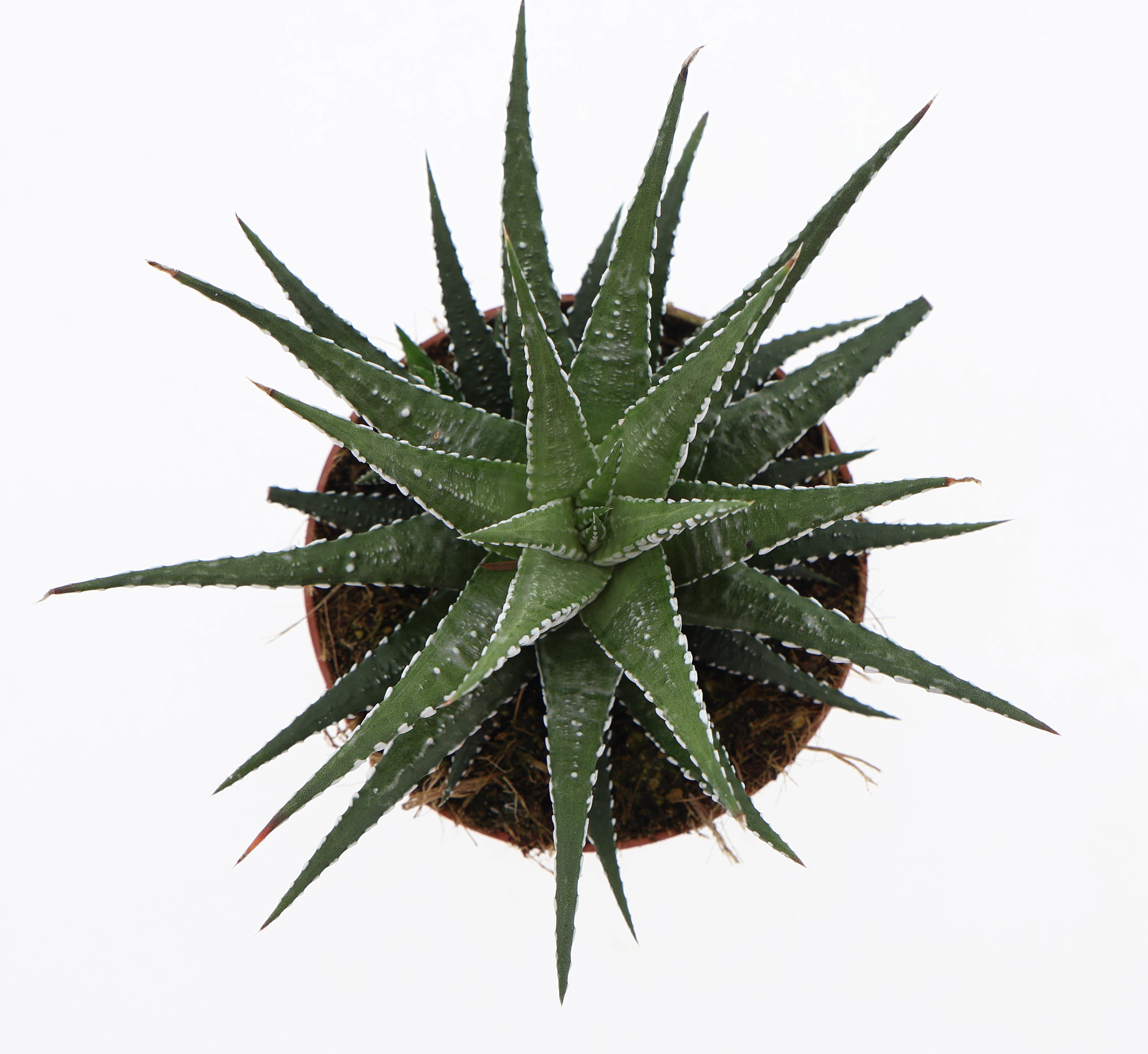 Горшечные цветы и растения оптом Haworthia Fasciata Big Band от 8шт из Голландии с доставкой по России