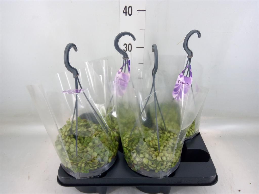 Горшечные цветы и растения оптом Peperomia Pros. от 4шт из Голландии с доставкой по России