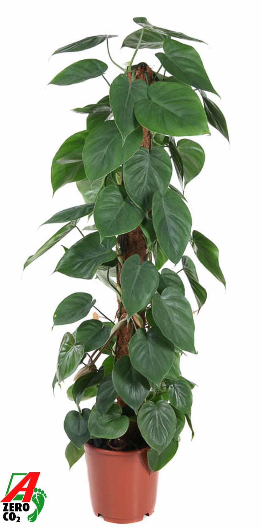Горшечные цветы и растения оптом Philodendron Scandens Mosspole от 1шт из Голландии с доставкой по России