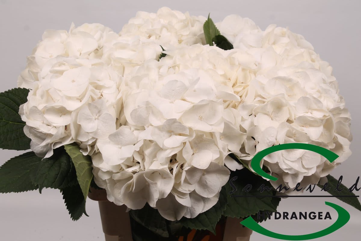 Срезанные цветы оптом Hydrangea white marsepein от 10шт из Голландии с доставкой по России