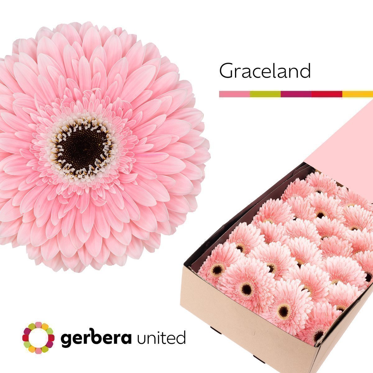 Срезанные цветы оптом Gerbera graceland от 25шт из Голландии с доставкой по России