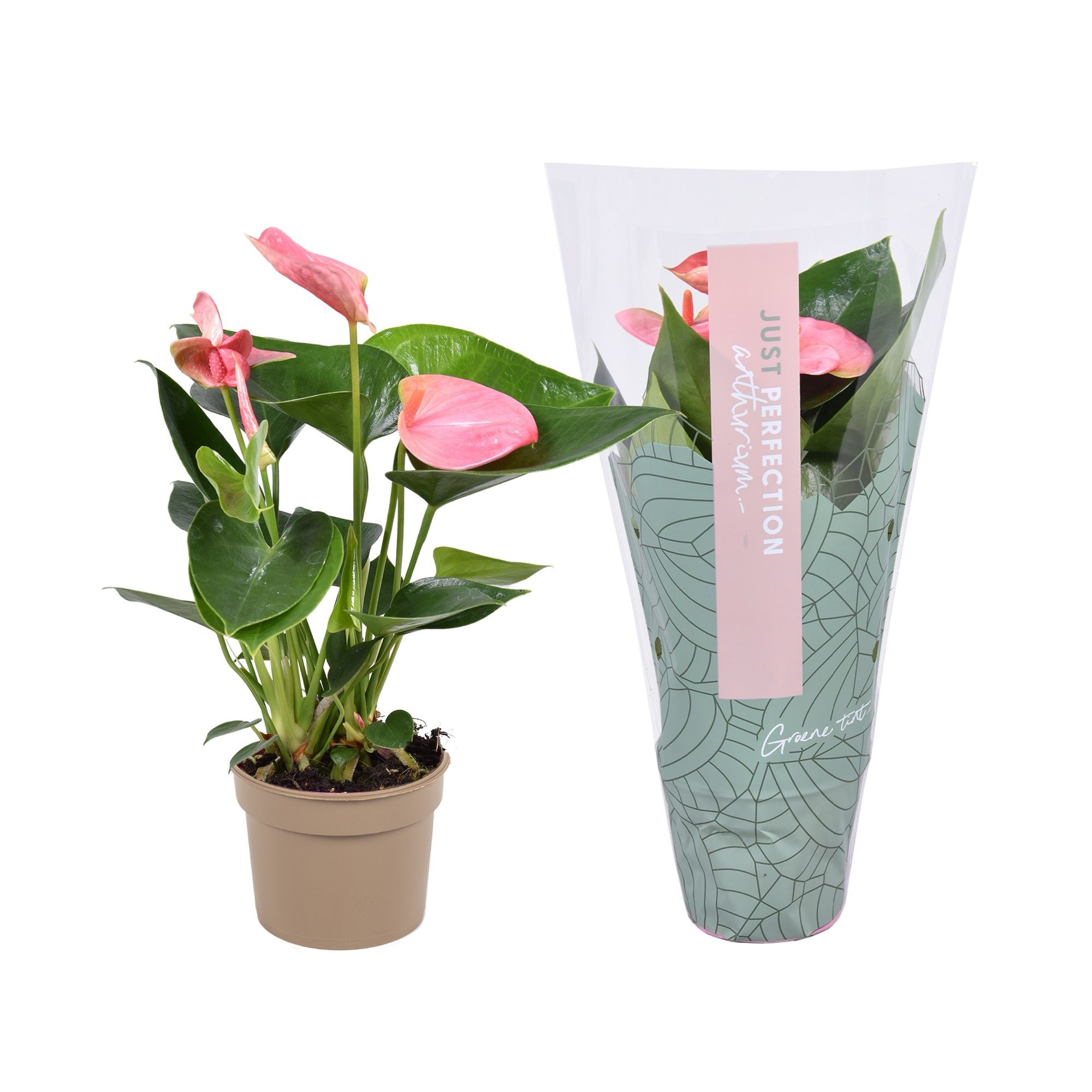 Горшечные цветы и растения оптом Anthurium Sweet Dream 'just Perfection®' (xl-flo от 12шт (для телеги) из Голландии с доставкой по России