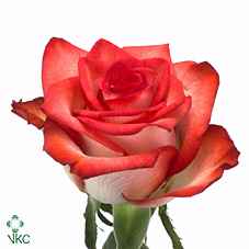 Срезанные цветы оптом Rosa la blush от 60шт из Голландии с доставкой по России
