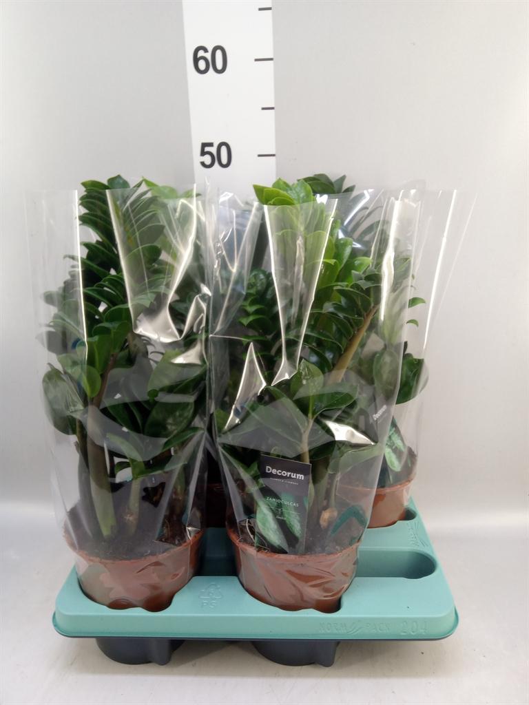 Горшечные цветы и растения оптом Zamioculcas Zamiifolia zenzi от 4шт из Голландии с доставкой по России