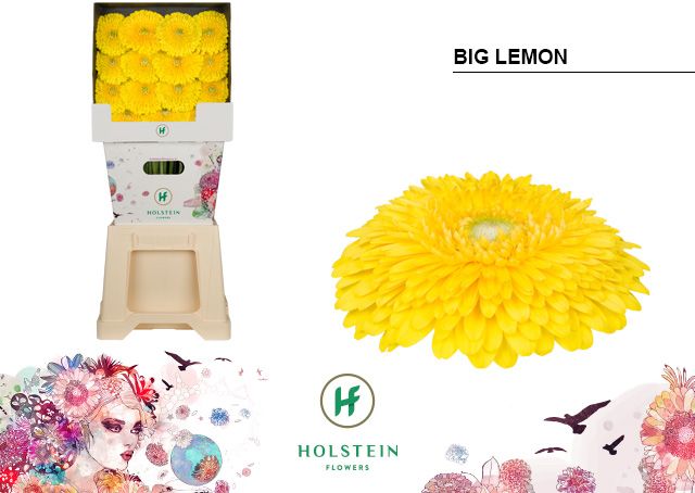 Срезанные цветы оптом Gerbera gerponi big lemon от 45шт из Голландии с доставкой по России