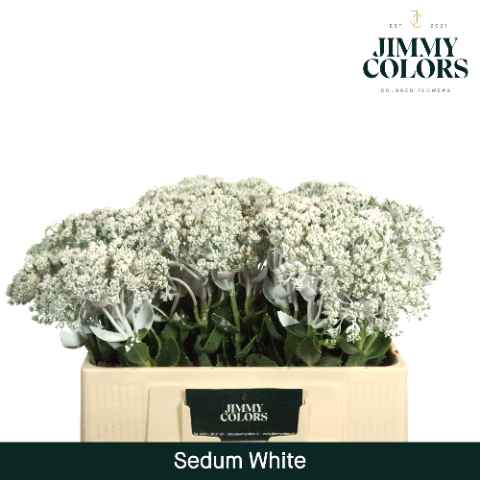 Срезанные цветы оптом Sedum paint white от 25шт из Голландии с доставкой по России